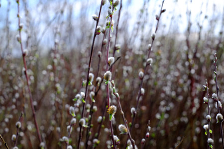shrub willow nature, willow branch pussy background, plant, spring