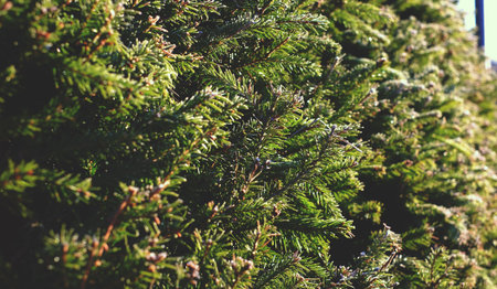 The spruce branches in the sun background spruce, nature