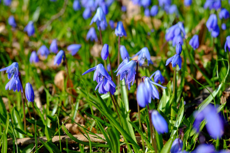 Spring Scilla background flowers nature beauty siberica