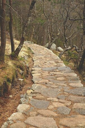 Forest trail on the cobblestones stone, way cobblestone summerの写真素材
