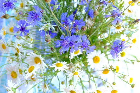 Daisies and cornflowers background, daisys beautiful natureの写真素材