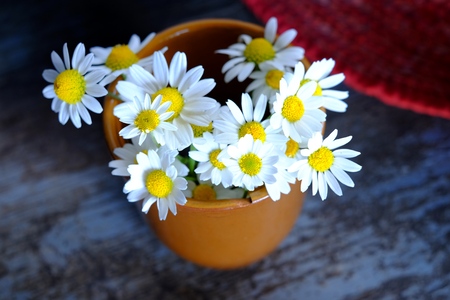 Daisies in the village daisy, chamomile village backgroundの写真素材