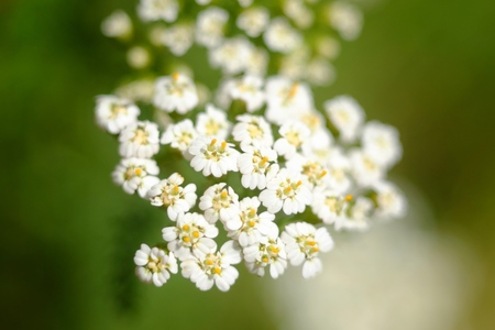 White flowers macro flowers, background black closeupの写真素材