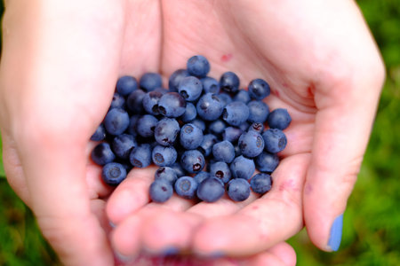 Blueberries in the hands of blueberry, nature, food fruit nutrition