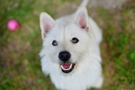 Happy white dog green, nature, kid, dogs cute happyの写真素材