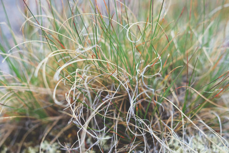 Grass with spirals vine, circle, macro growthの写真素材