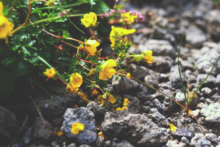 Yellow flowers on the rocks landscape, flowers, blueの写真素材