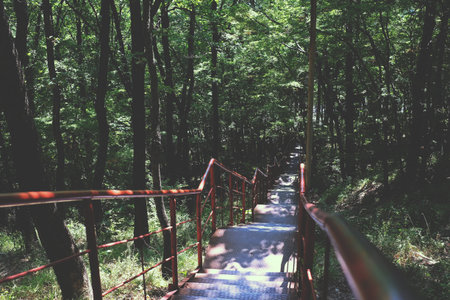 Stairs in the woods forest, outdoor, nature wooden