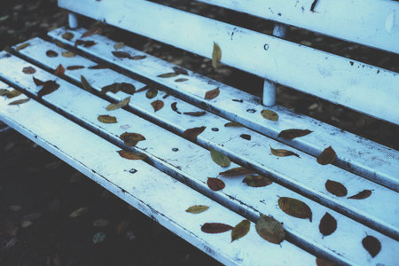 Leaves on a bench park, season, nature red, plant