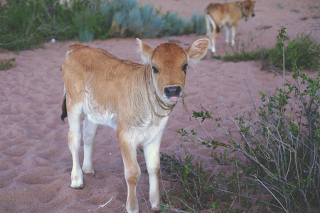 Young bull-calf bull, jersey, animal, cute farm pastureの写真素材