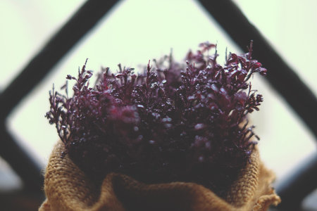 A gentle dark purple plant and mystery nature, color, drops