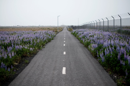 Road and flowers in Iceland landscape, cloudy, island, backgroundの写真素材