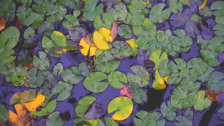Colorful water lily leaves view, flower, background