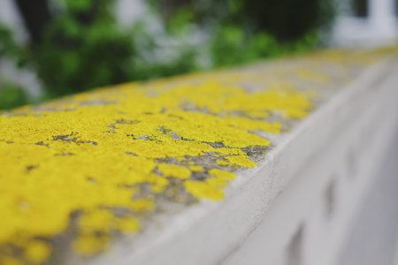 Yellow lichen macro closeup, yellow textureの写真素材