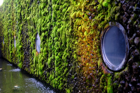 Moss growing on the walls macro, nature, oldの写真素材