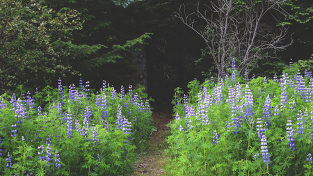 Lupins and woods blue, spring, wild summerの写真素材