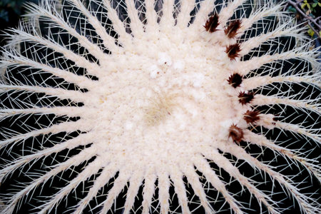 Beautiful cacti macro