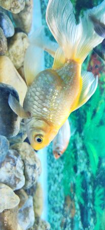 Beautiful goldenfishの写真素材
