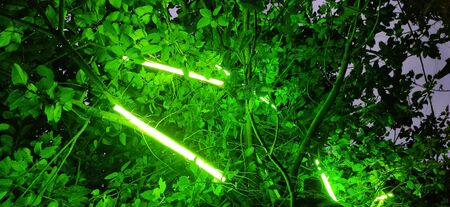 Green light view in the night on treeの写真素材