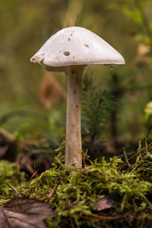 Amanita virosa shot from parallel level in horizontalの写真素材