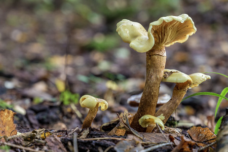 Family of Albatrellus confluens in close-up landscapeの写真素材