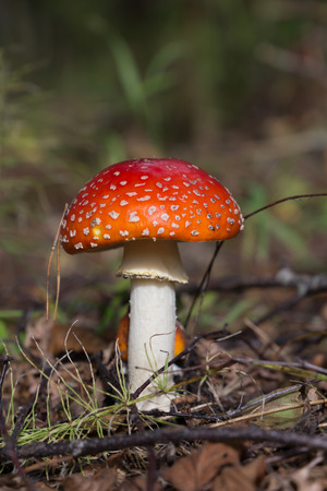 Small Amanita Muscaria close upの写真素材
