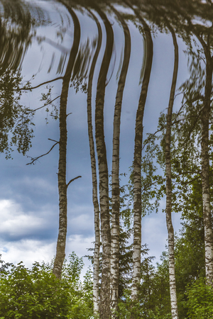 Upside down birch trees in summerの写真素材