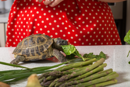 Cute tortoise feasting on saladの写真素材