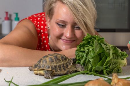 Tortoise eating roman salad while young woman looks at himの写真素材