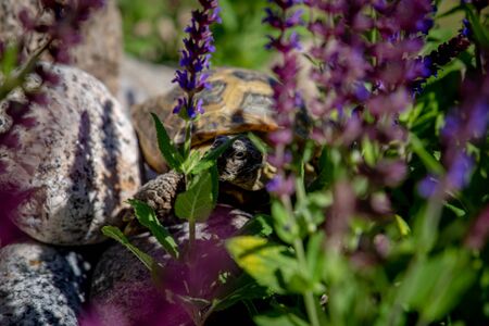 Russian tortoise exploringの写真素材