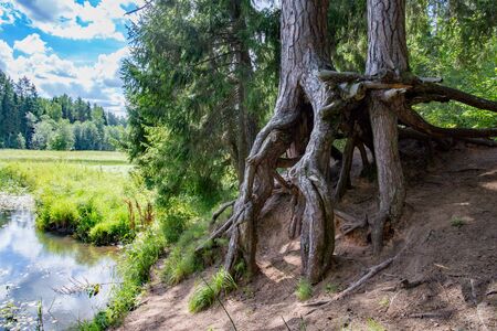 Old Devils tree near river