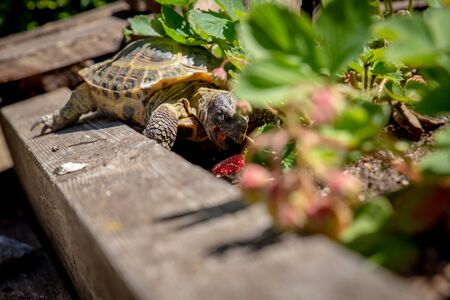 Russian tortoise eating strawberryの写真素材