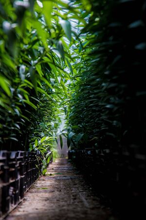 Bushes in green houseの写真素材