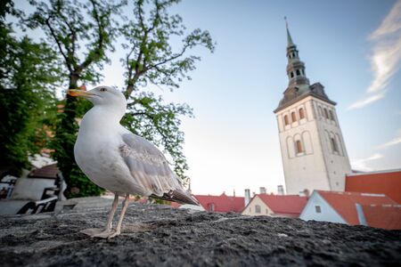 Seagull in Tallinn old townの写真素材