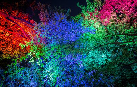 Lit up treesの写真素材