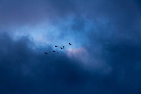 Swans flying in sky with dark overtoneの写真素材