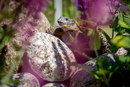 Russian tortoise exploringの写真素材