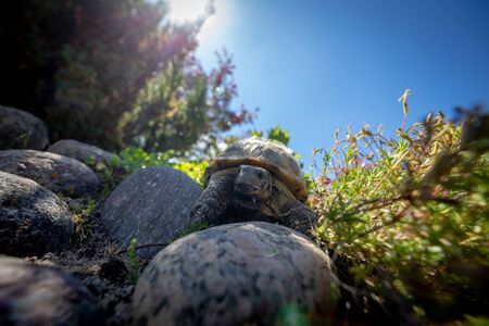 Russian tortoise exploringの写真素材