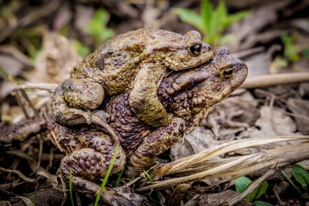 Two toads having intercourseの写真素材