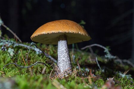 Leccinum aurantiacum mushroomの写真素材
