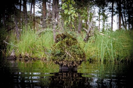 Grassy island in swamp lakeの写真素材