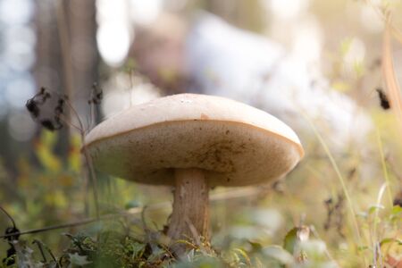 Birch bolete mushroomの写真素材