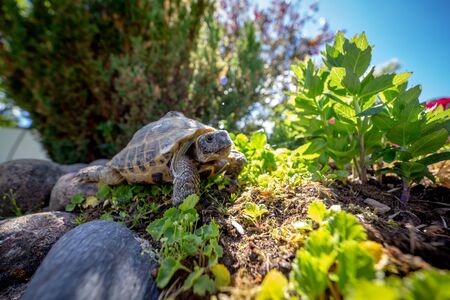 Russian tortoise exploringの写真素材