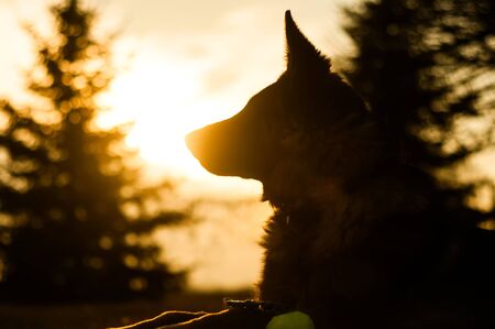 Backlit photo beautiful junior german shepherd dog resting in a backyard on an autumn day.の写真素材
