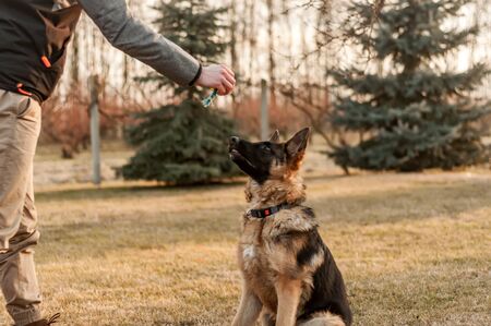 Training of a junior german shepherd dog on a in a backyard on an autumの写真素材