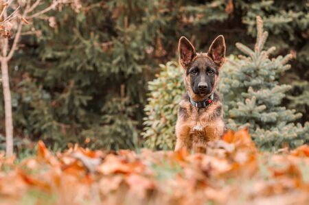 Portrait of a german shepherd puppy while resting in a backyard on the leaves on a sunny autumn day.の写真素材