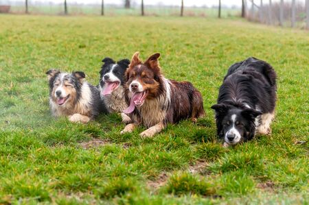 View on a group of border collie dogs lying on the green field on a spring day.の写真素材