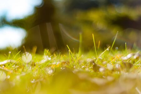 Closeup view of a dewy grass on a sunny autumn morning.の写真素材