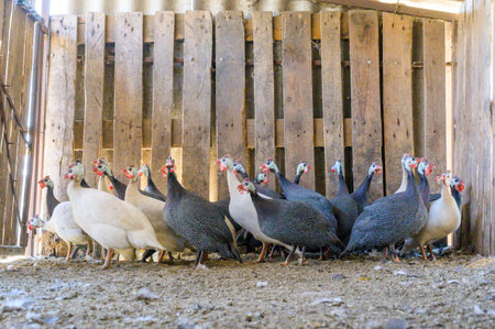 Group of guinea fowl hens in a barnの写真素材
