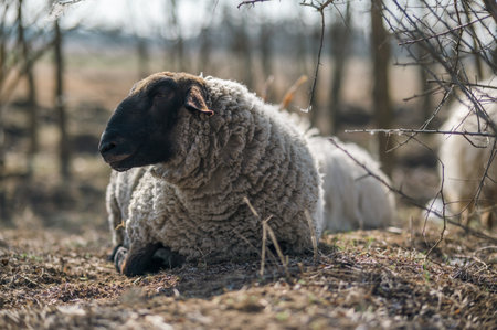 English Suffolk ram sheep lying and resting on the groundの写真素材